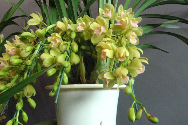 大花惠兰几月换盆好