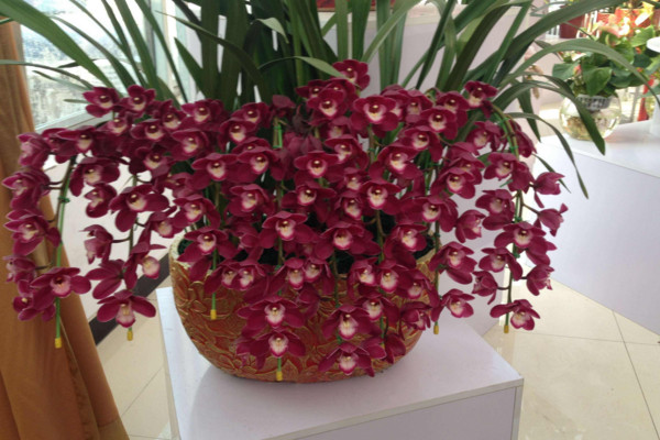 大花惠兰几月换盆好