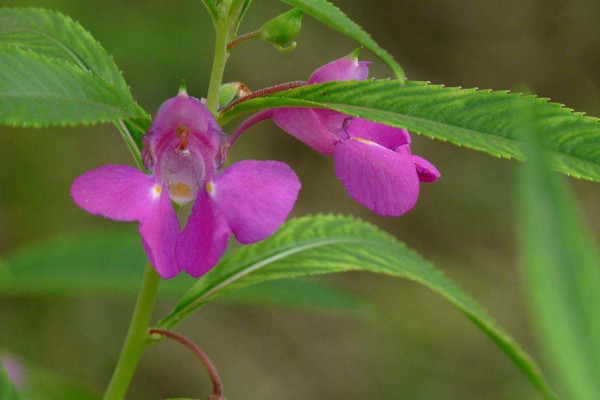 凤仙花可以放室内吗