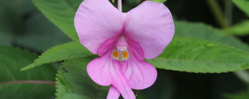 凤仙花可以放室内吗