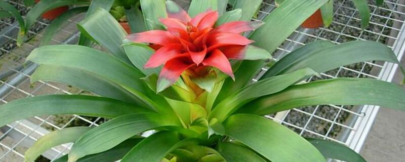 过年摆什么花好