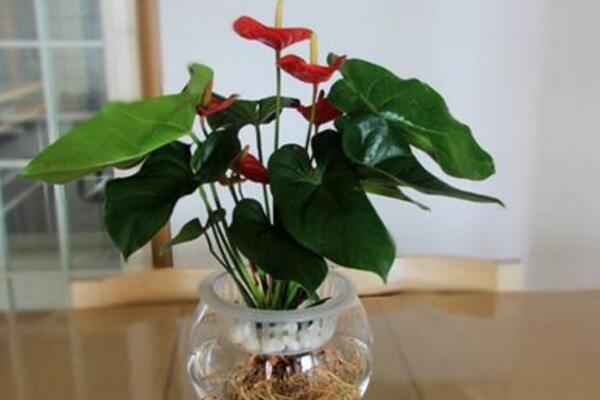 火鹤花有毒吗