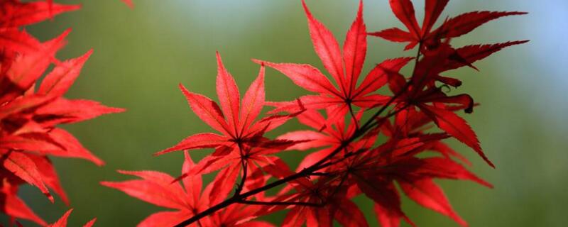 红枫叶子什么时候红