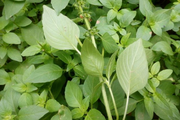 荆芥和薄荷的区别