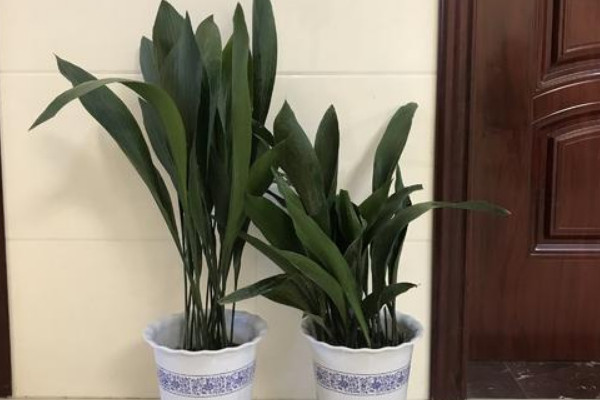 一叶兰夏季怎么养