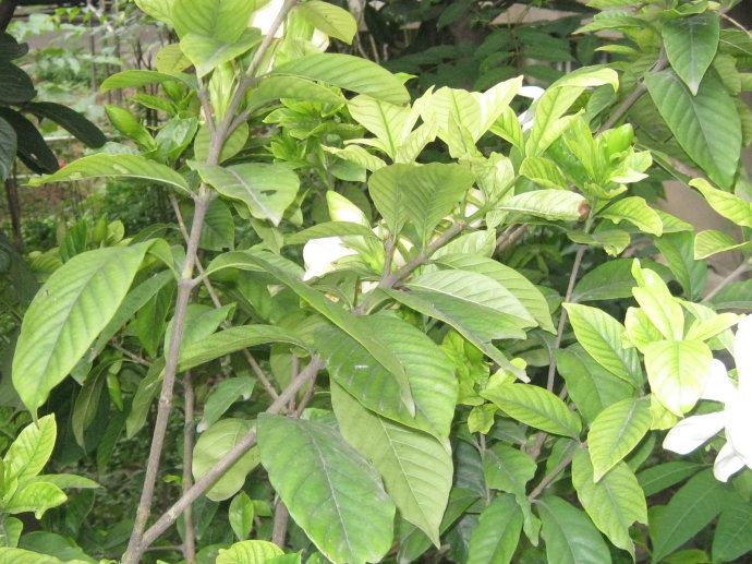 栀子花的繁殖方法，扦插/压条/分株三种繁殖方法