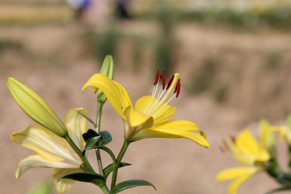 百合花怎么养