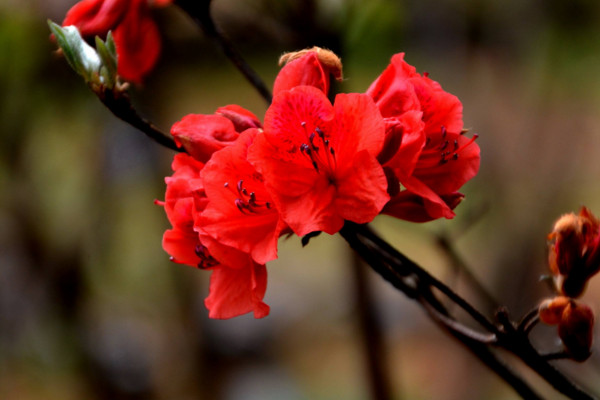 杜鹃花怎么养