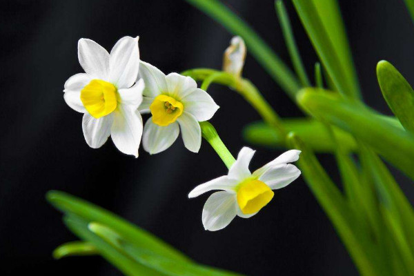 水仙花开完花怎么处理