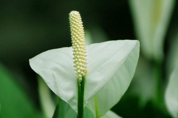 一帆风顺花怎么养