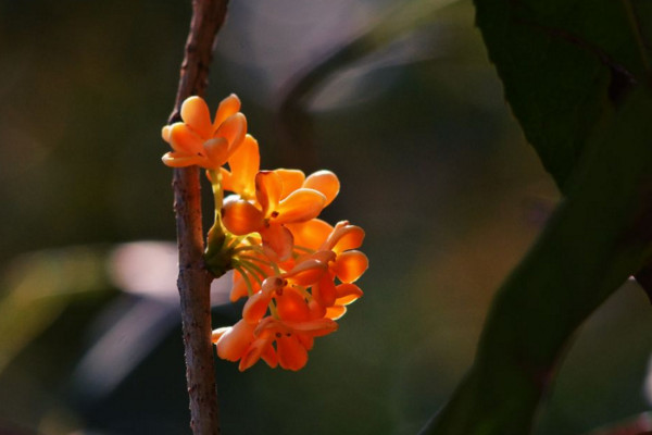 桂花怎么换盆