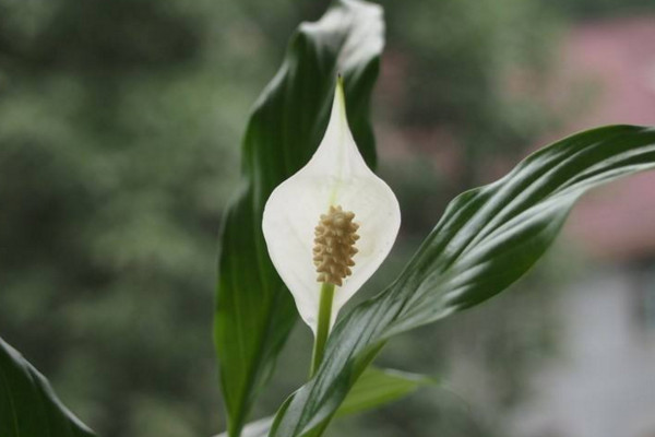 白鹤芋怎么养