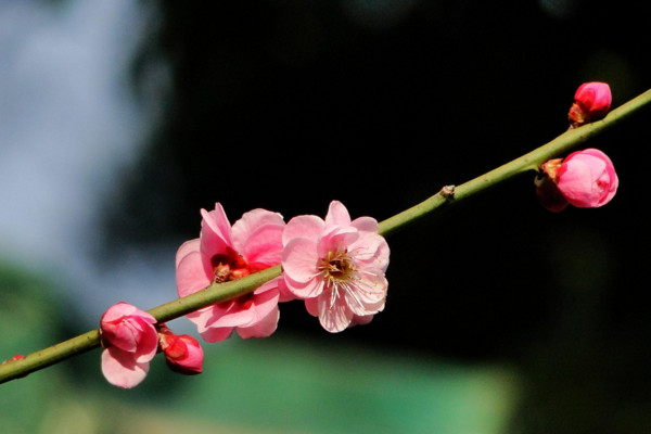 梅花怎么养