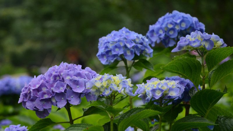 绣球花可以水培吗