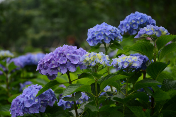 绣球花怎么在花瓶里养，确保通风性和阳光适宜