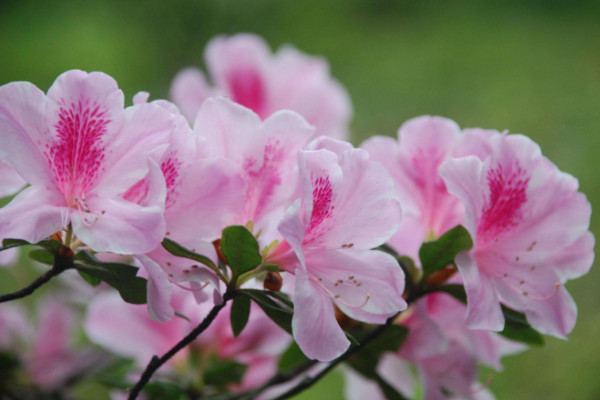 杜鹃花开花后怎么修剪，剪掉残花和烂枝