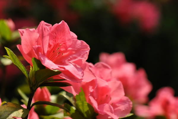 杜鹃花开花后怎么修剪，剪掉残花和烂枝