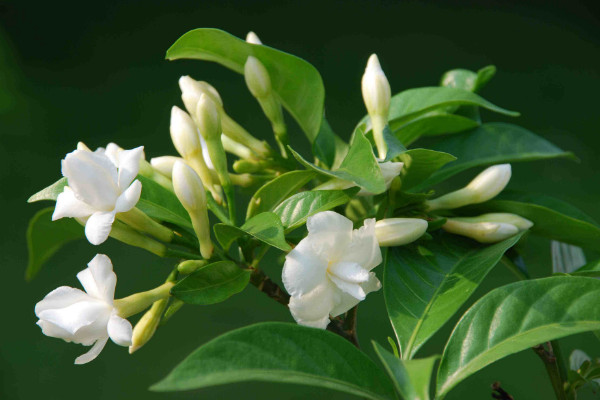 栀子花叶蔫了补救措施，更换土壤/保障通风