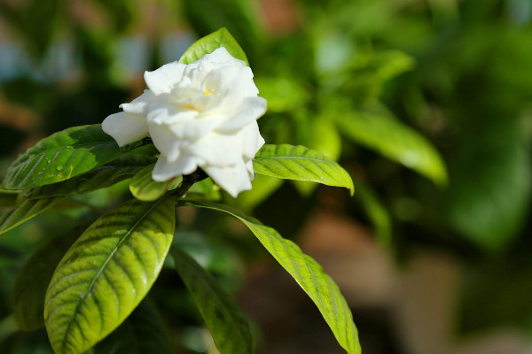 栀子花叶蔫了补救措施，更换土壤/保障通风