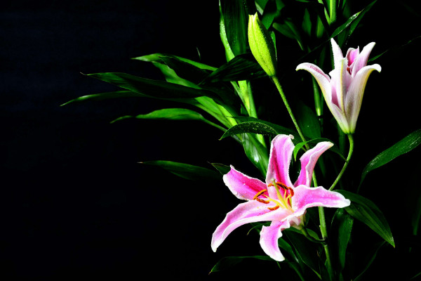 百合花叶子发黄怎么办，调节水分/光照并杀虫除菌