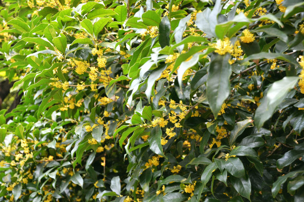 桂花掉叶子是怎么回事，浇水/施肥/温度/通风不畅导致