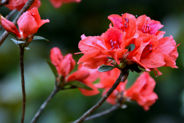 杜鹃花谢了后怎样剪，修剪残花和枯枝败叶