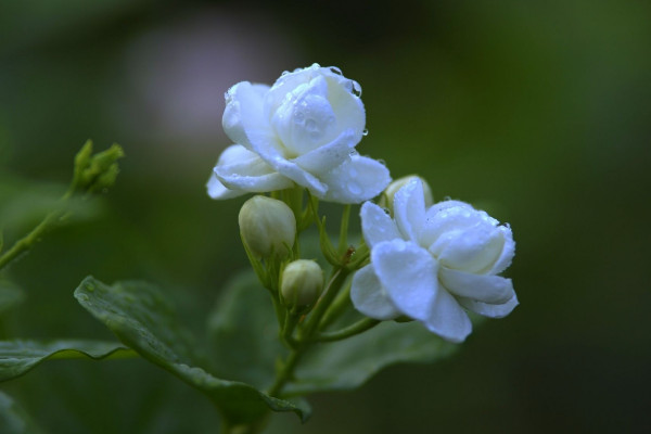 茉莉花怎么剪枝，修剪残花/徒长枝叶/病枝弱叶