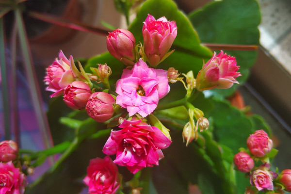 长寿花开花妙招，修剪施肥/通风增光/适当控温