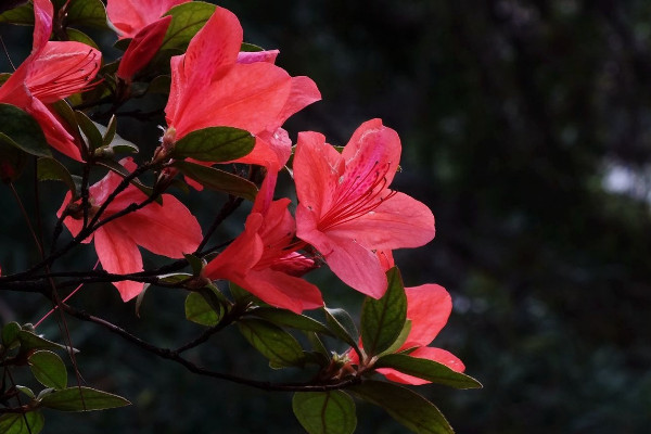 杜鹃花怎么修剪，花期前后疏叶剪残花