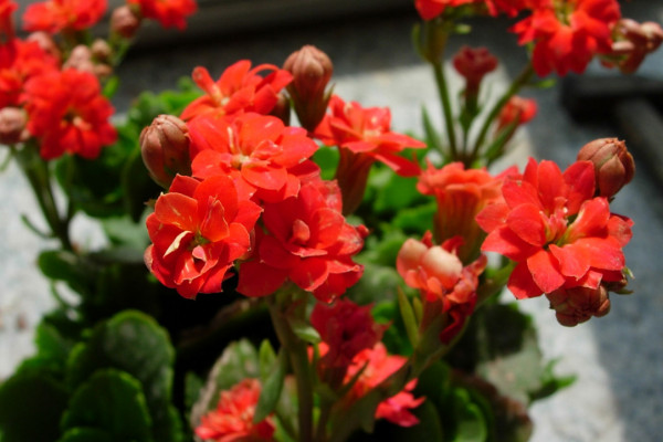 长寿花什么季节开花，春季2~5月绽放