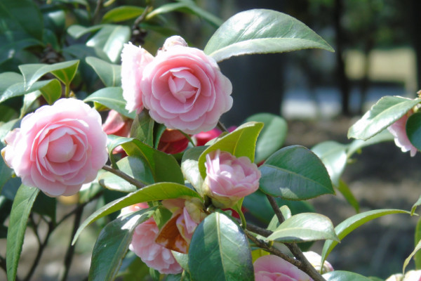 茶花种植方法及养护，稳定生长温度在18~25℃之间