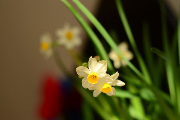 水仙花谢了以后怎样处理，修剪球茎后埋土养护