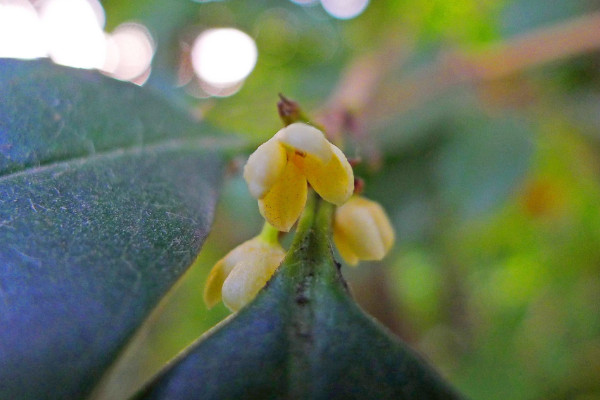 桂花树上长白色虫子