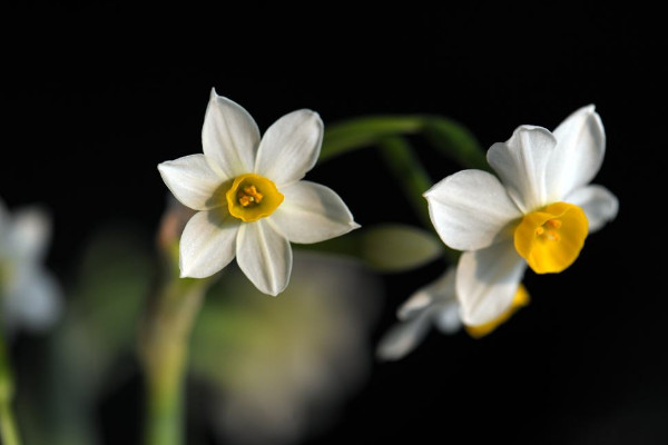 水仙花开败后怎么处理，四个方法处理水仙花