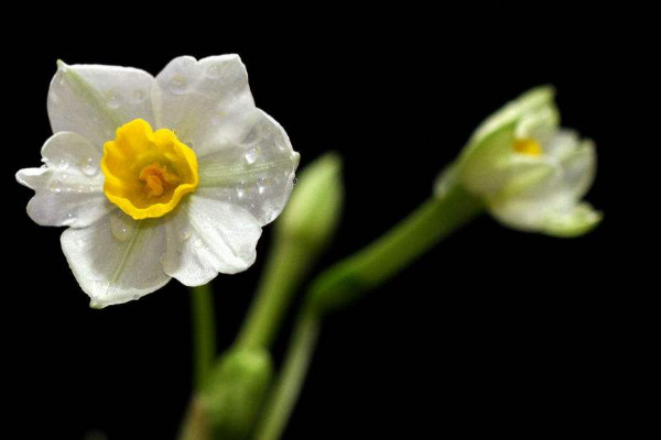 水仙花开败后怎么处理，四个方法处理水仙花