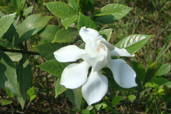 栀子花土里有白色虫子