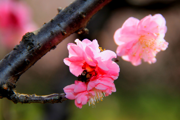 梅花放在哪里比较好