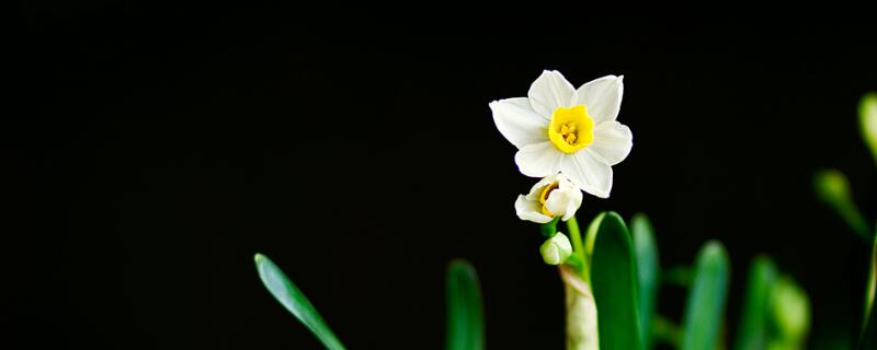 水仙花开败后怎么处理