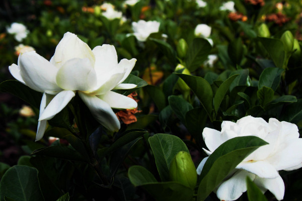 栀子花喜水吗