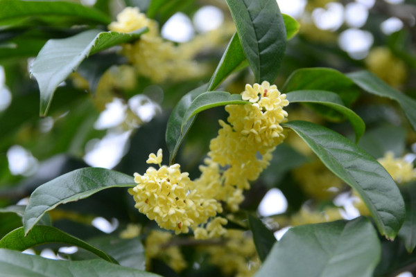 桂花树太高怎么截