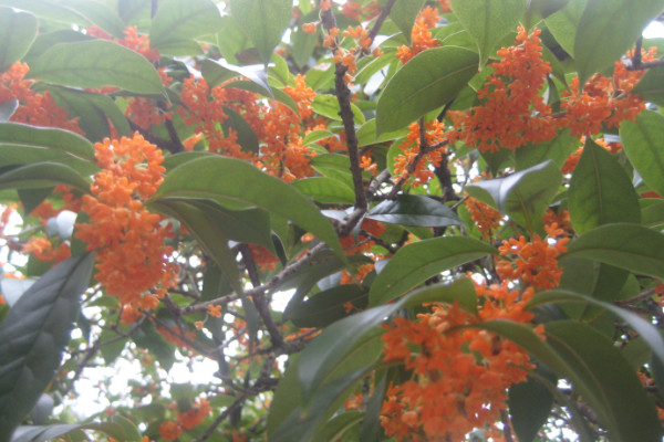 桂花树太高怎么截