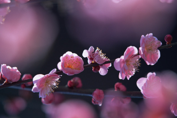 桃花开花过程