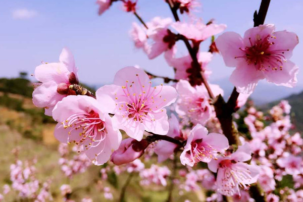 桃花开花过程