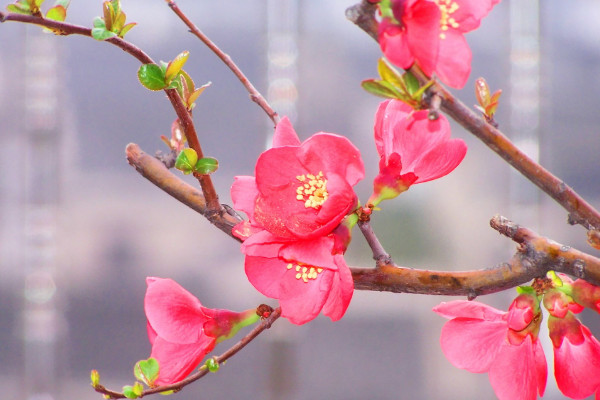 海棠花掉花苞怎么回事