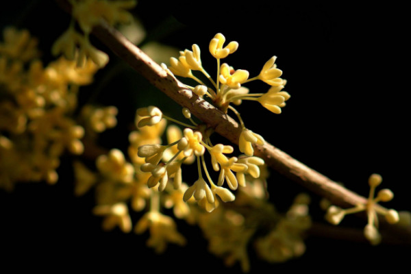 桂花树怎么养殖