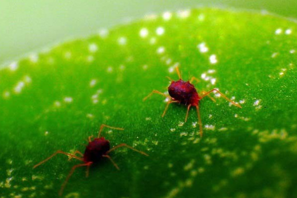 月季花长虫用什么药治