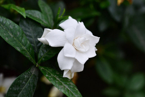 栀子花修根后叶子干了