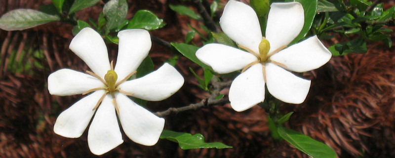 小叶栀子花移植枯萎怎么办