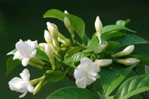 桅子花蕾没开就落了