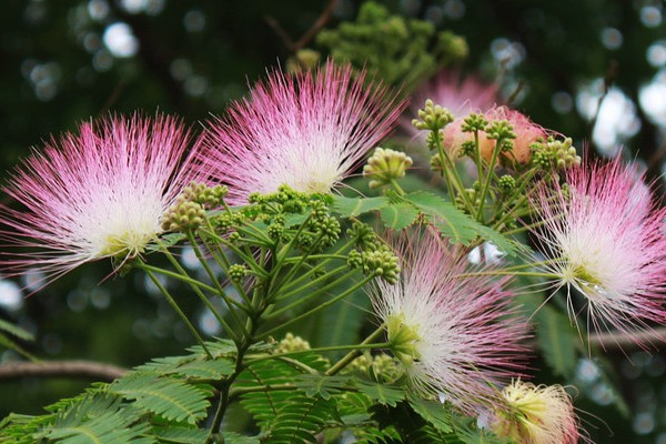 榕花树诗句图片